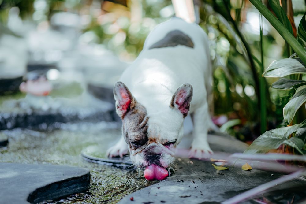 A French Bulldog enjoying fresh water from a garden pond surrounded by lush greenery.