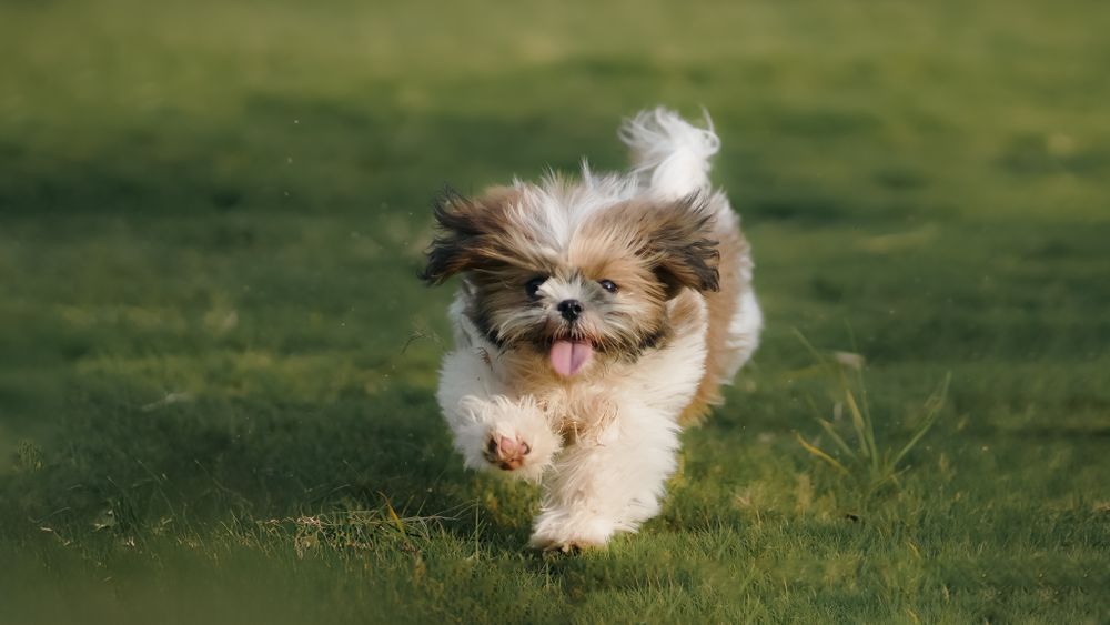 Adorable Shih Tzu puppy joyfully running across a green lawn outdoors on a sunny day.