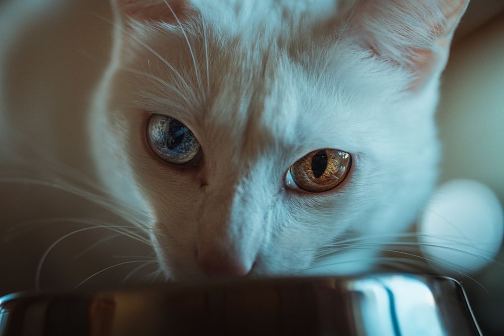 White cat with heterochromia drinks water, displaying distinct eye colors.