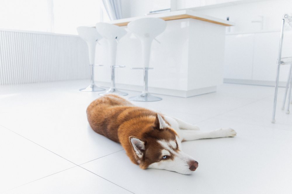 A Siberian Husky lies relaxed on a white floor in a sleek modern kitchen.