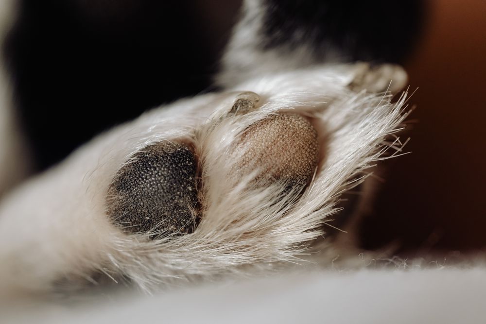 Detailed close-up of a dog's paw showcasing texture and fur detail, captured with selective focus.